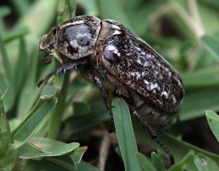 Coleottero da determinare: Anoxia orientalis